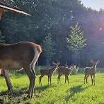 Hotel Fjelsted Skov & Konference 3*